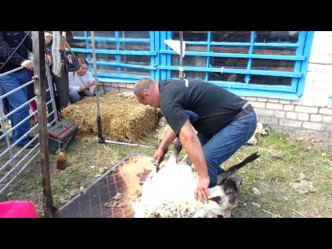 avių svorio kritimas