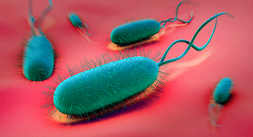 helicobacter pylori praranda svorį