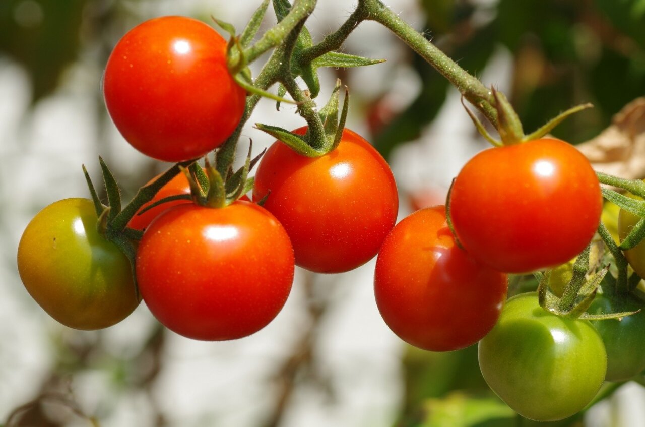 pomidorų nauda svorio netekimui axminster svorio metimo centras